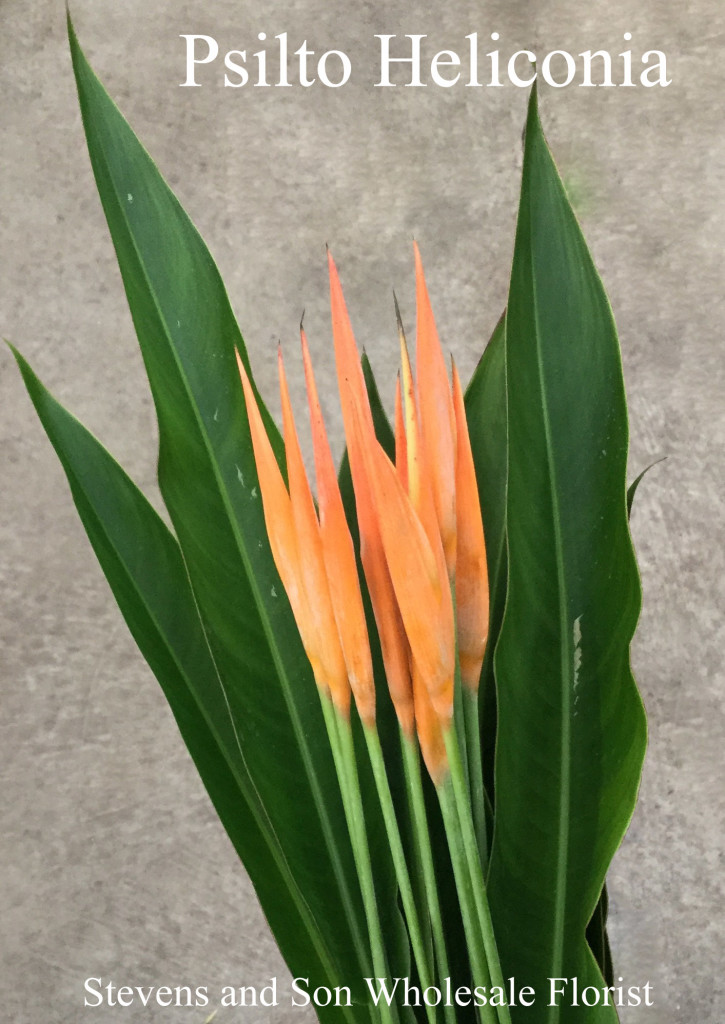 Psilto Heliconia - Photo Credit Allison Linder copy