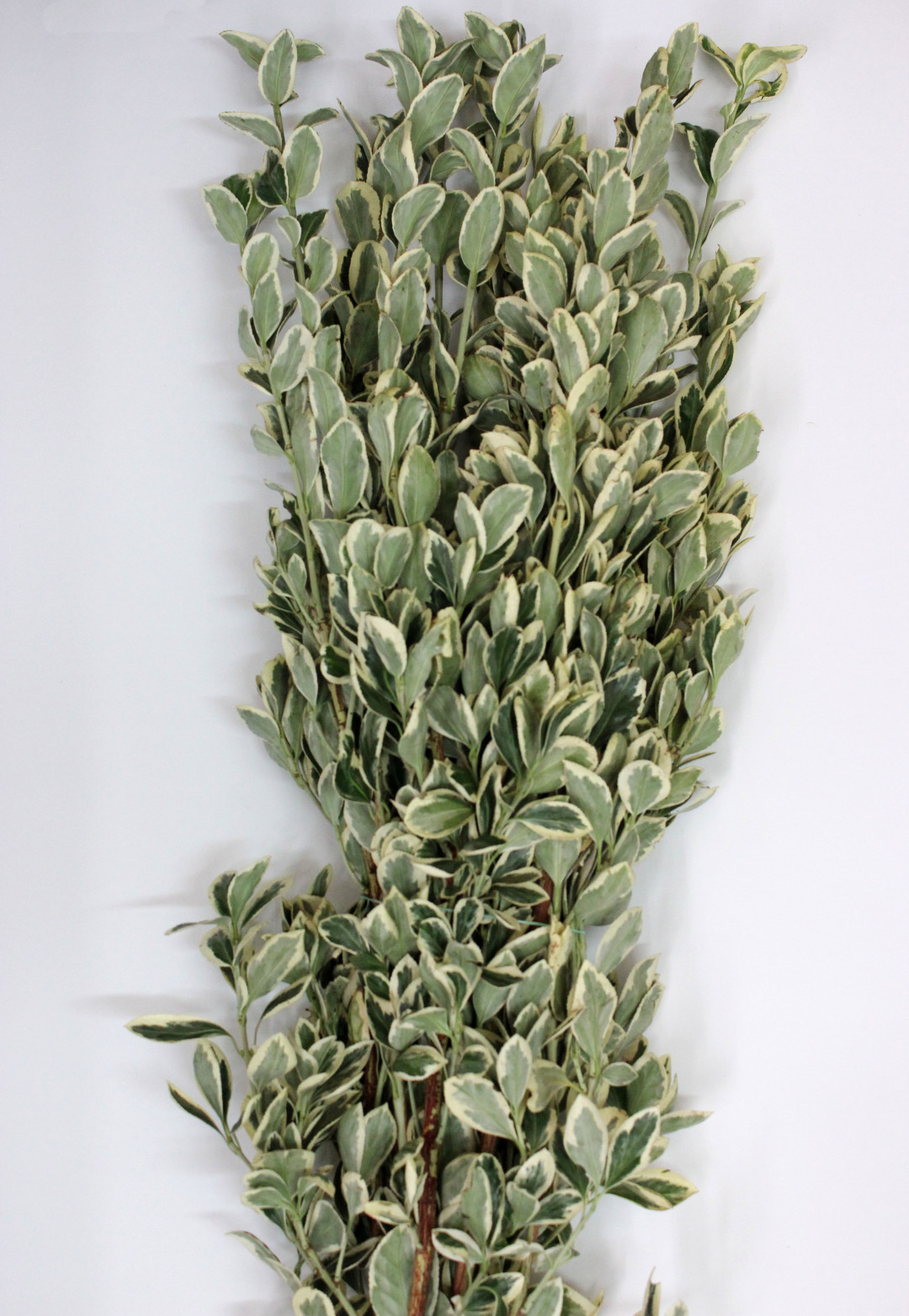Euonymus | Stevens and Son Wholesale Florist