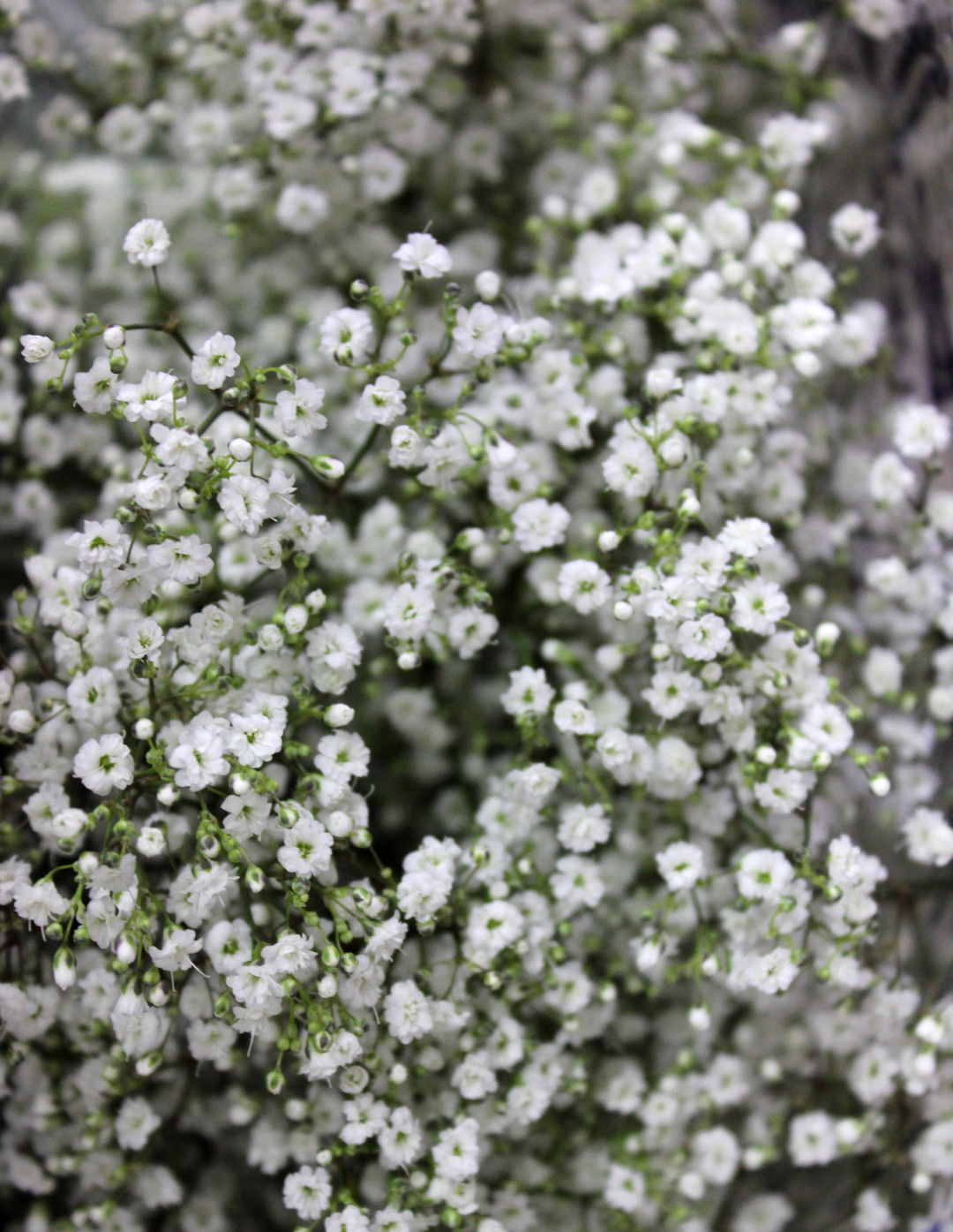 gypsophila headpiece