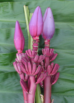 Banana Flower – Muza Ornata | Stevens and Son Wholesale Florist