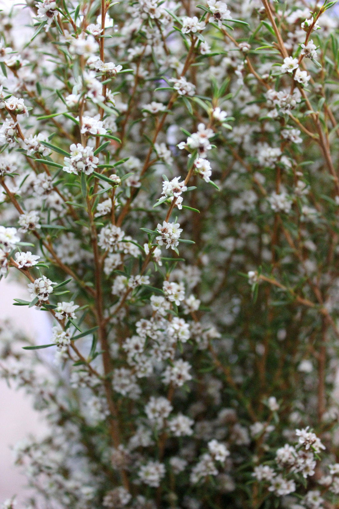 Ti Tree | Stevens and Son Wholesale Florist