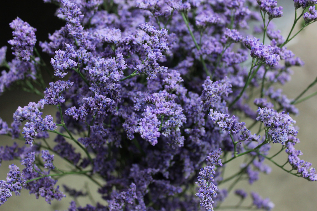 Limonium Stevens and Son Wholesale Florist