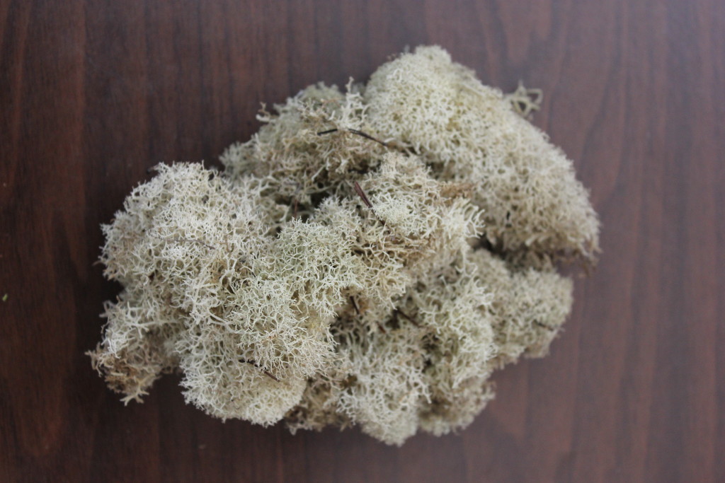 Moss Stevens and Son Wholesale Florist