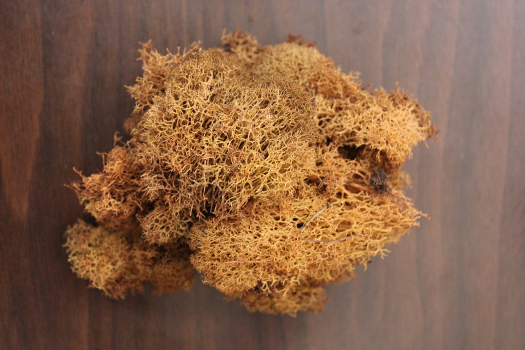 Moss Stevens and Son Wholesale Florist