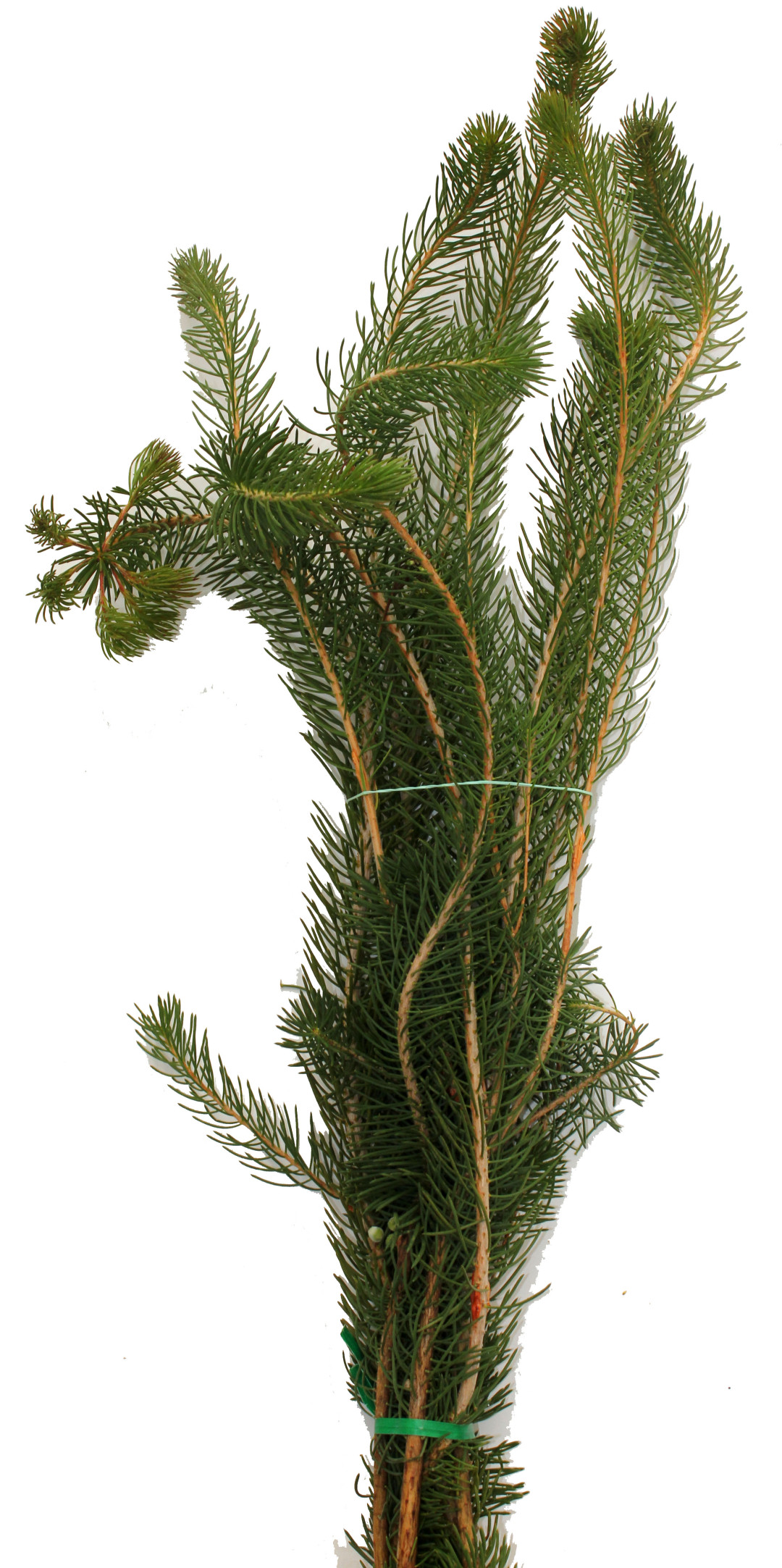 Foliage | Stevens and Son Wholesale Florist