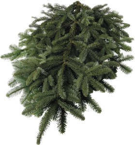 Holiday Greens | Stevens and Son Wholesale Florist