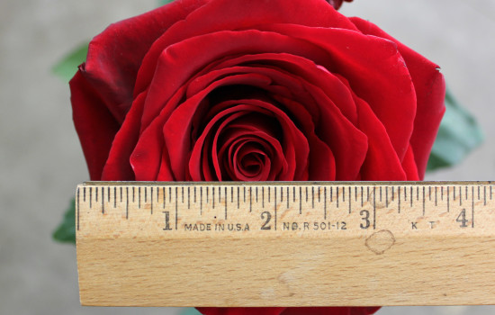 Roses Search By Name | Stevens and Son Wholesale Florist