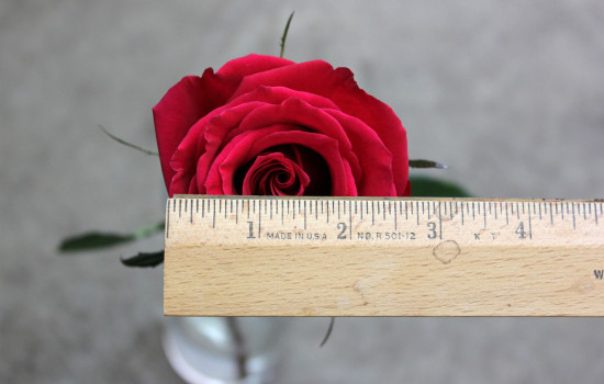 Roses Search By Name | Stevens and Son Wholesale Florist