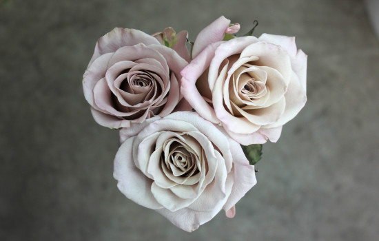 Roses Search By Name | Stevens and Son Wholesale Florist