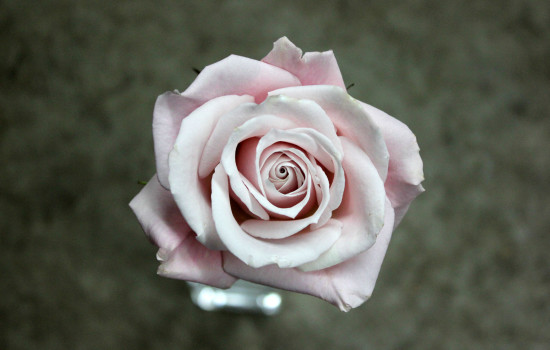 Roses Search By Name | Stevens and Son Wholesale Florist