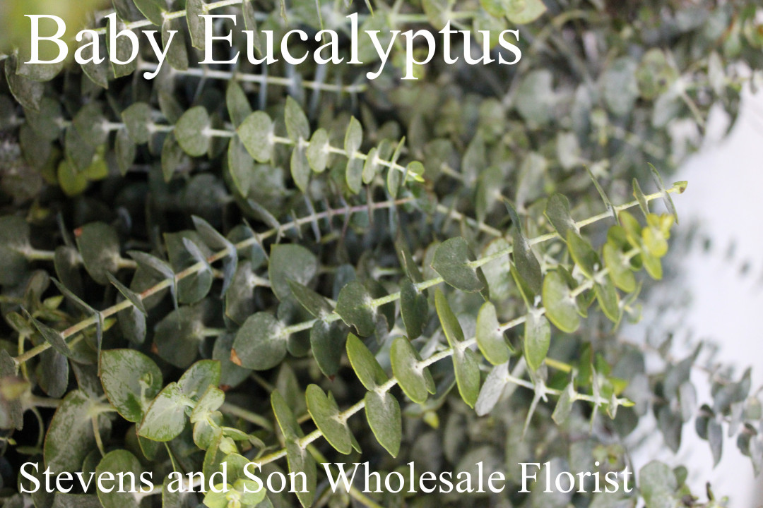 Baby Eucalyptus | Stevens and Son Wholesale Florist