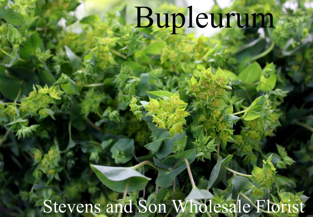 Foliage | Stevens and Son Wholesale Florist