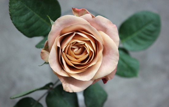 Roses Search By Name | Stevens and Son Wholesale Florist