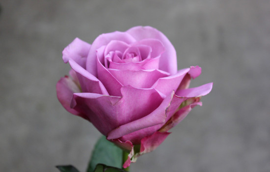 Roses Search By Name | Stevens and Son Wholesale Florist