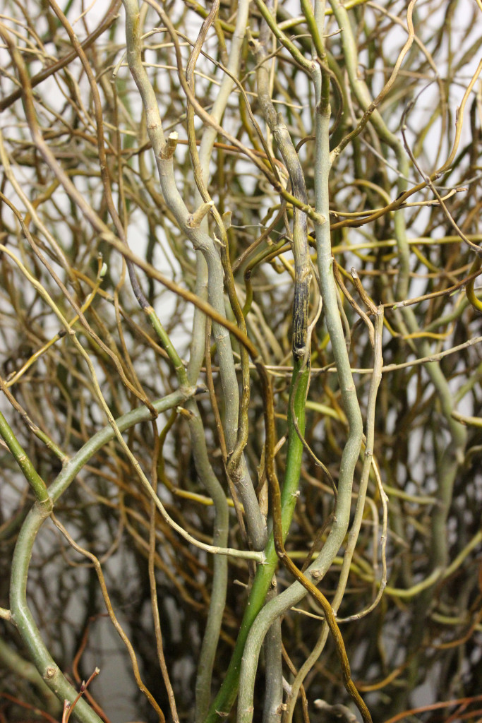 Curly Willow Branches Stevens and Son Wholesale Florist