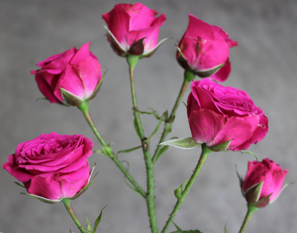 Lovely Lydia | Stevens and Son Wholesale Florist