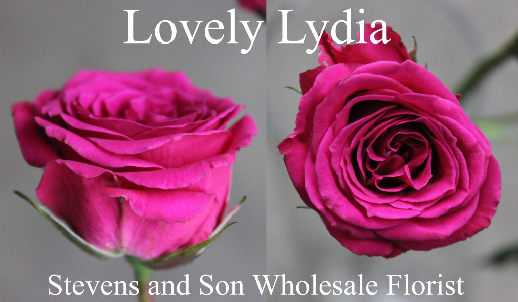 Spray Roses | Stevens and Son Wholesale Florist