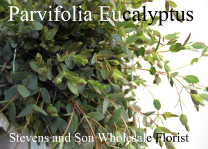 Eucalyptus | Stevens and Son Wholesale Florist