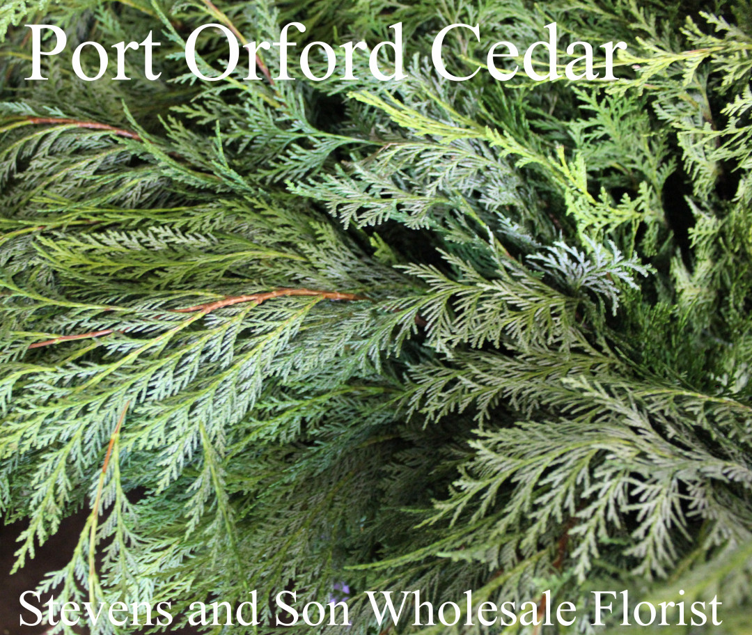 Foliage | Stevens and Son Wholesale Florist