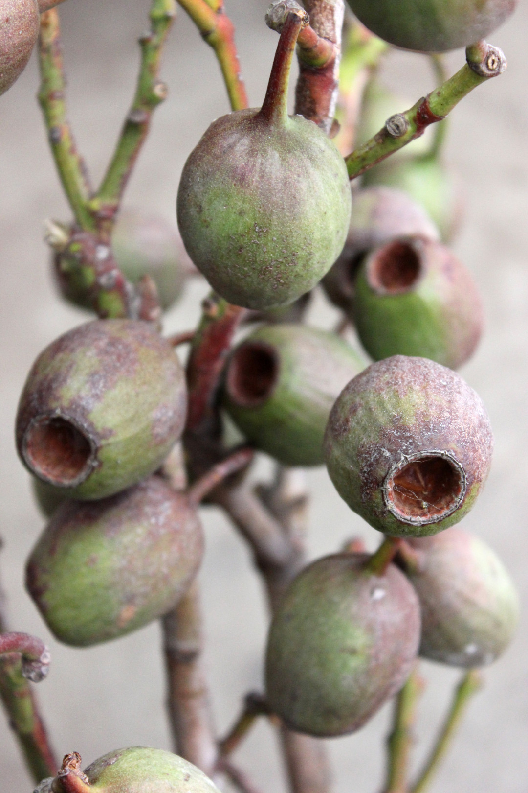 Eucalyptus Nuts | Stevens and Son Wholesale Florist