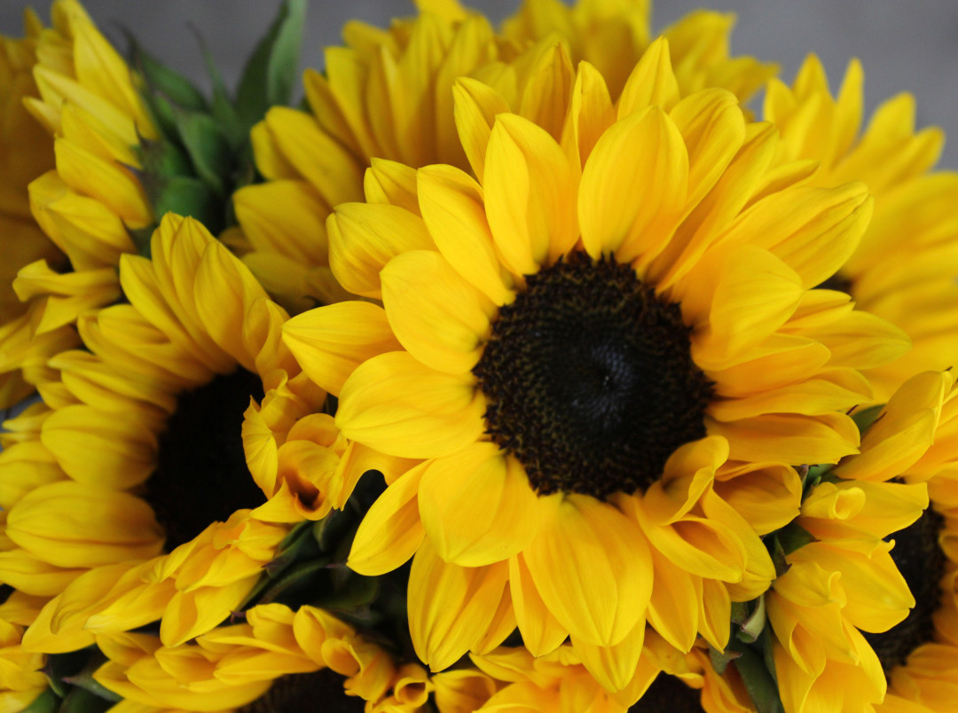 Sunflowers Stevens and Son Wholesale Florist