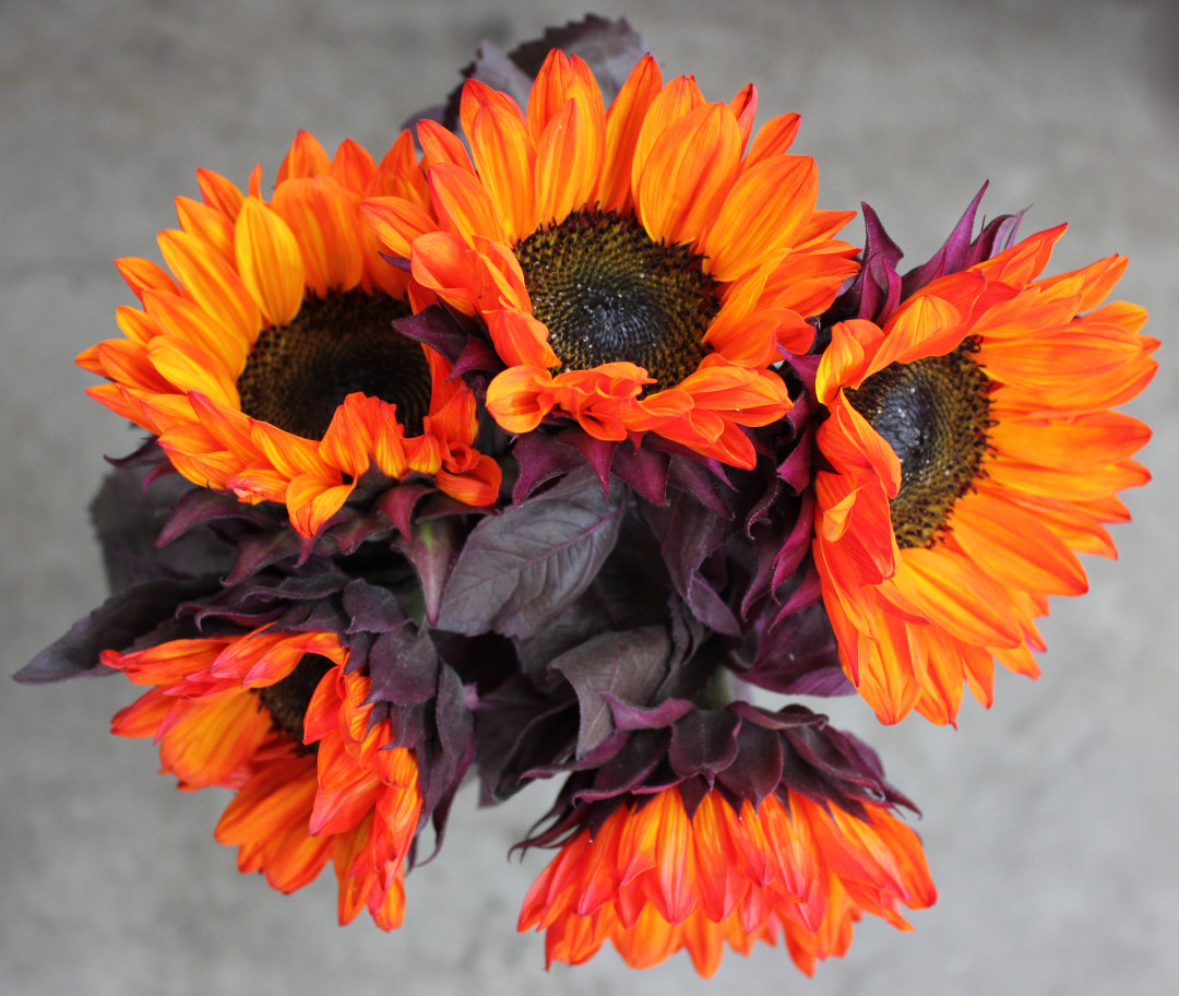 Sunflowers Stevens and Son Wholesale Florist