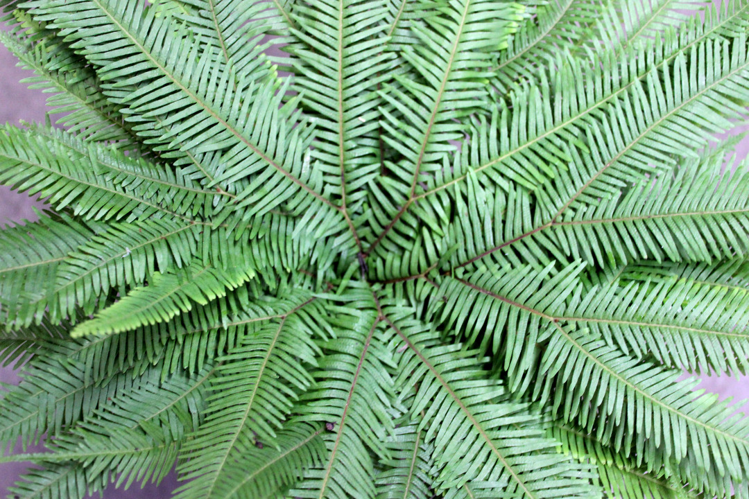 Umbrella Fern Stevens and Son Wholesale Florist