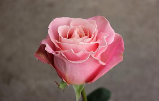 Roses Search By Name | Stevens and Son Wholesale Florist
