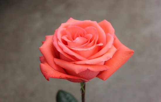 Roses Search By Name | Stevens and Son Wholesale Florist