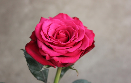 Roses Search By Name | Stevens and Son Wholesale Florist
