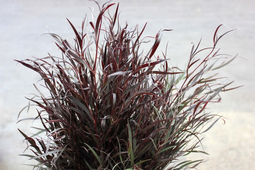 Agonis Foliage | Stevens and Son Wholesale Florist