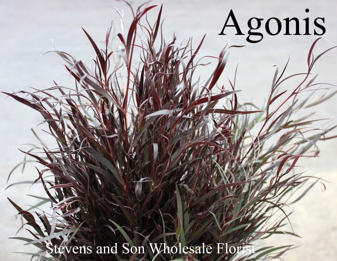 Foliage | Stevens and Son Wholesale Florist