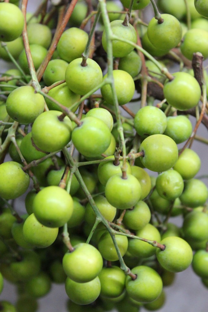 China Berry Stevens and Son Wholesale Florist