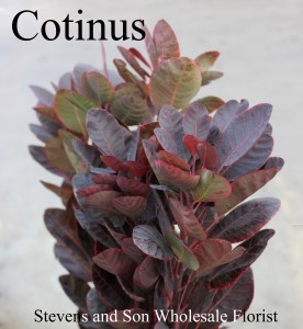Foliage | Stevens and Son Wholesale Florist