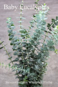 Eucalyptus | Stevens and Son Wholesale Florist