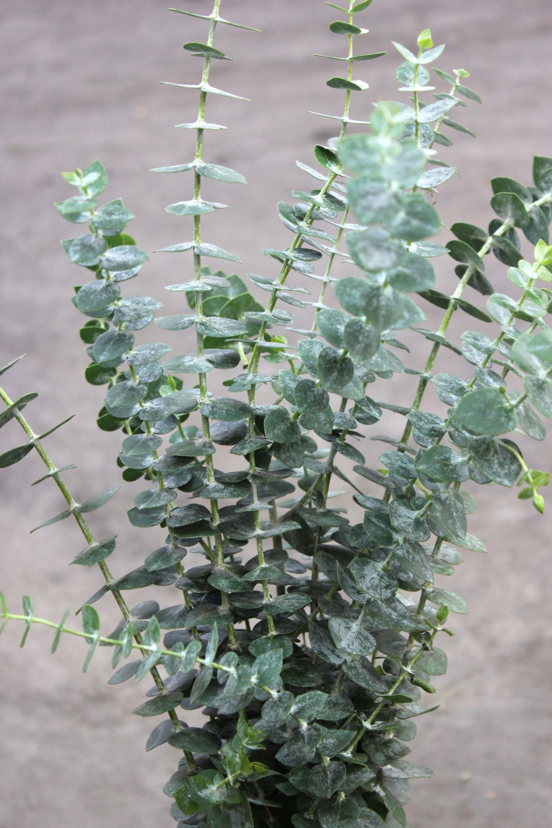 Baby Eucalyptus Stevens and Son Wholesale Florist