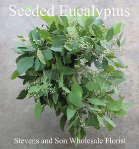 Eucalyptus | Stevens and Son Wholesale Florist