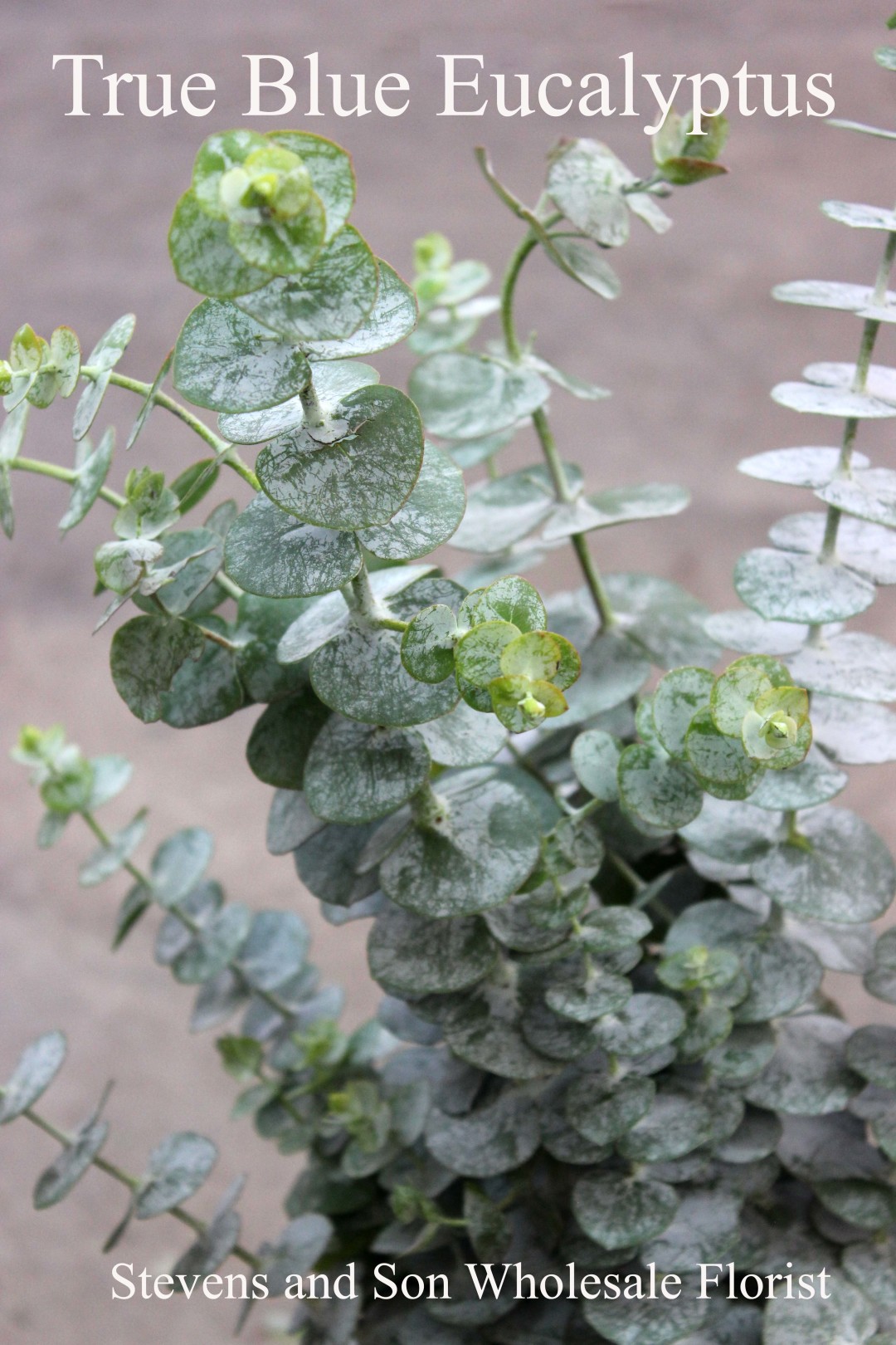 Eucalyptus | Stevens and Son Wholesale Florist