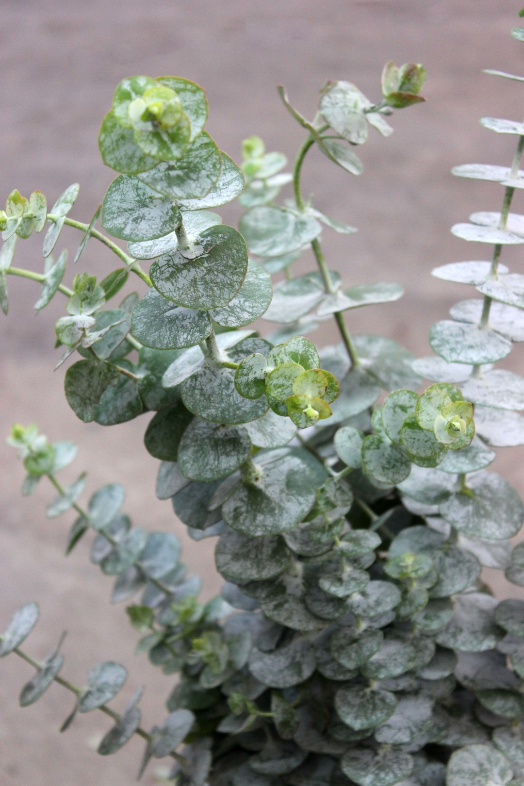 True Blue Eucalyptus Stevens and Son Wholesale Florist