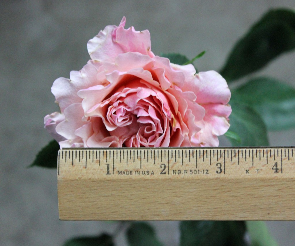 Mayra Peach | Stevens and Son Wholesale Florist