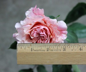 Mayra Peach | Stevens and Son Wholesale Florist