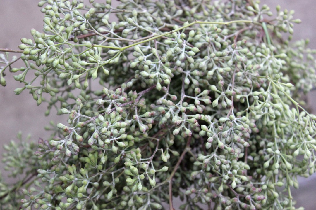 Naked Eucalyptus | Stevens and Son Wholesale Florist