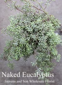 Eucalyptus | Stevens and Son Wholesale Florist