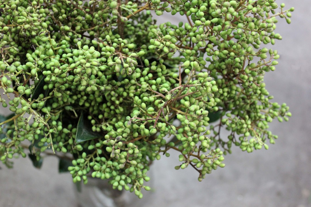 Privet Berry | Stevens and Son Wholesale Florist