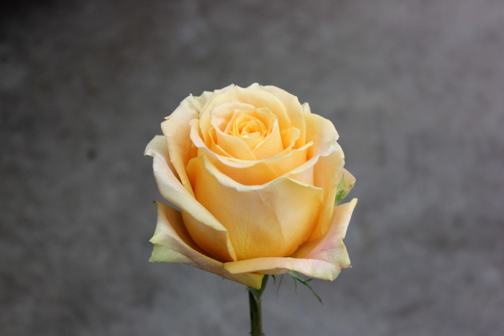 shukrani-stevens-and-son-wholesale-florist