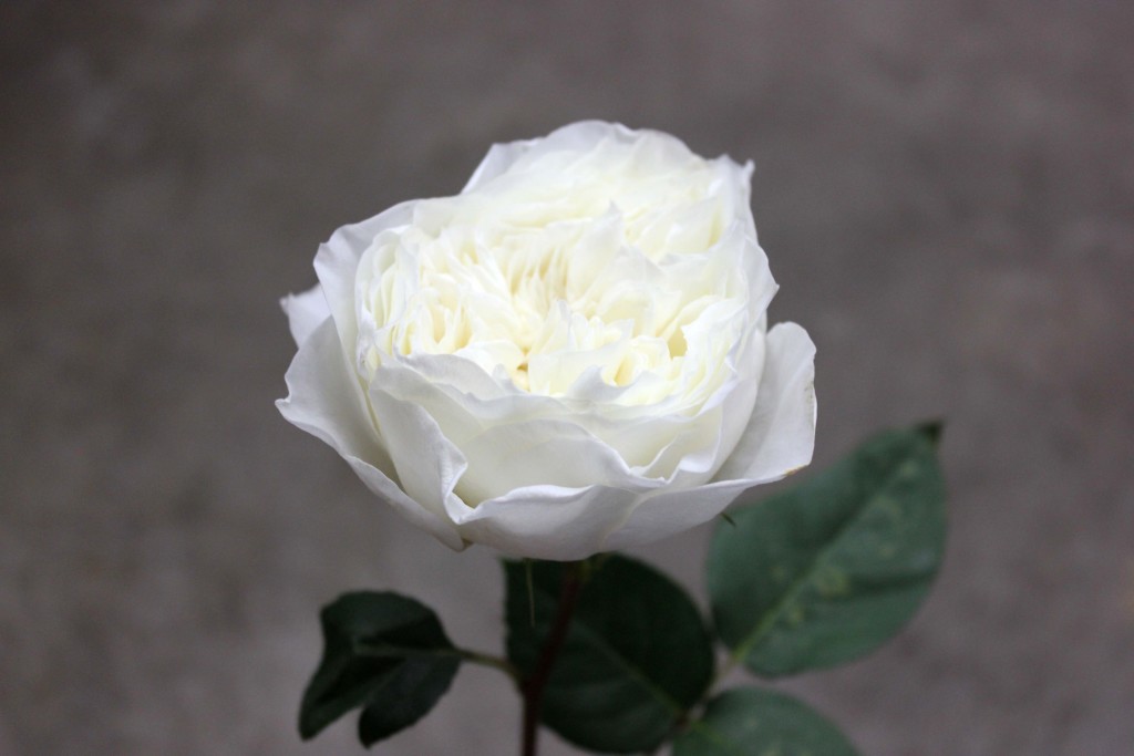 White Cloud Stevens and Son Wholesale Florist