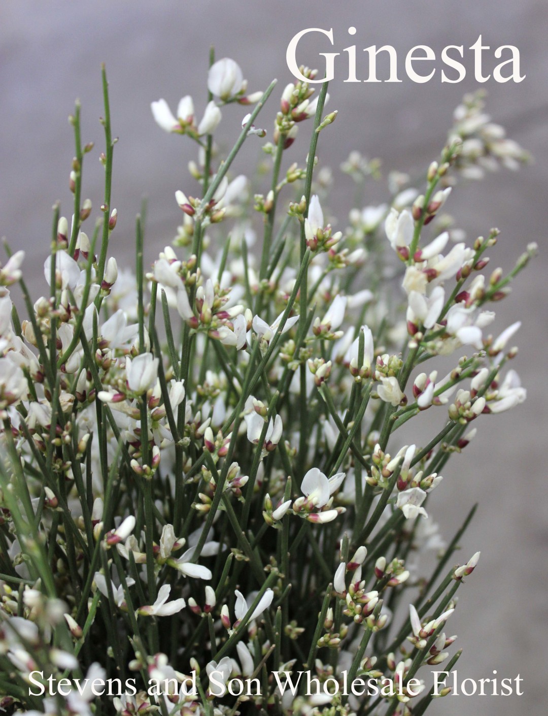 Filler Flowers | Stevens and Son Wholesale Florist