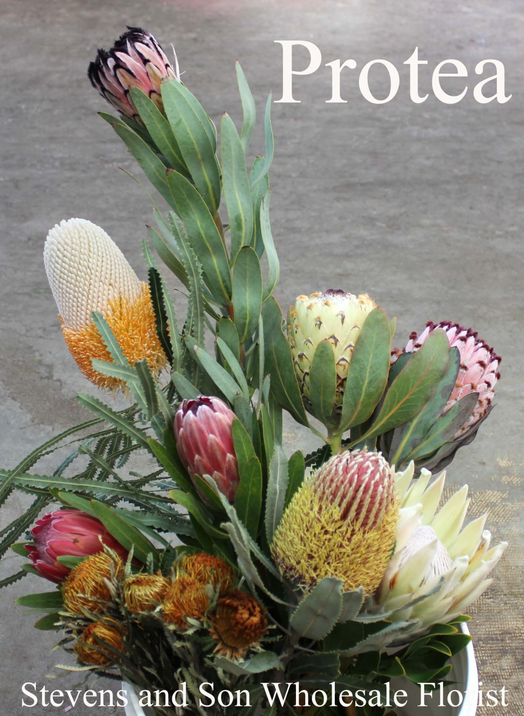 Tropical Flowers Stevens and Son Wholesale Florist