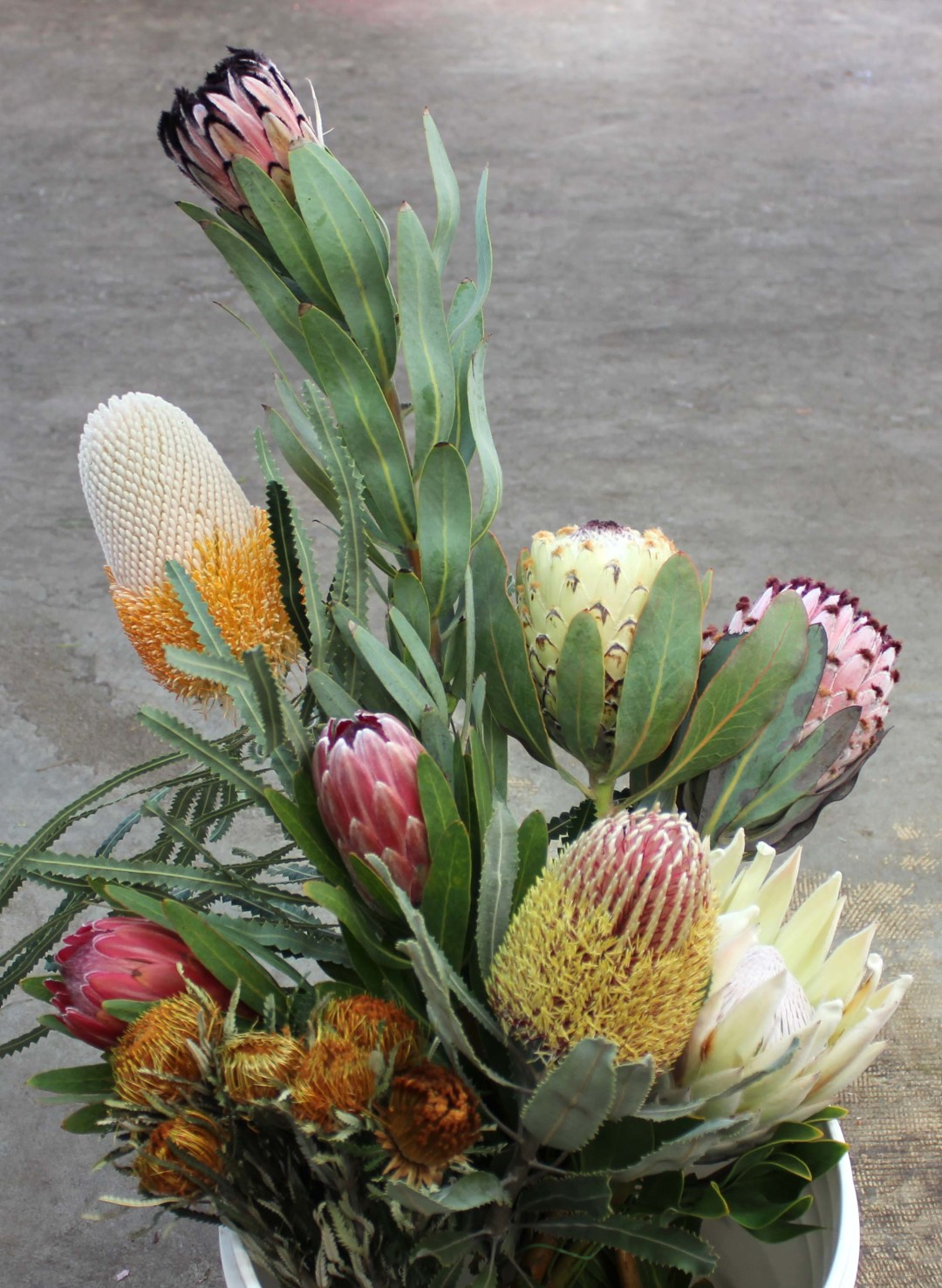 Protea Stevens and Son Wholesale Florist