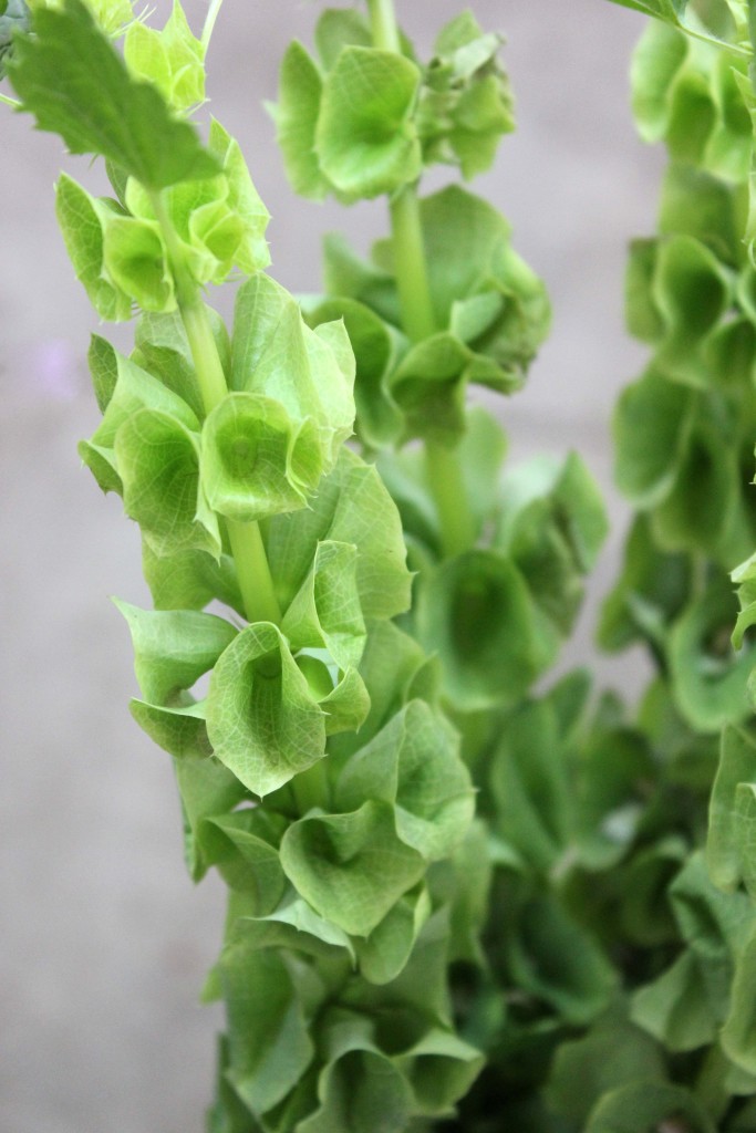 Bells of Ireland Stevens and Son Wholesale Florist